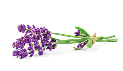 Naklejka premium fresh lavender flower isolated on white background