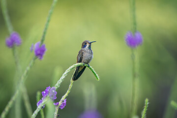 Stunning Brown Violetear, Colibri delphinae, on Vibrant Stachytarpheta Flower, Costa Rica