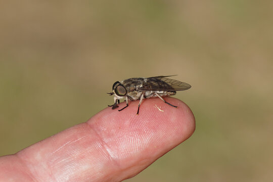 Close up female Large marsh horsefly (Tabanus autumnalis). Family Horse-flies, gadflies (Tabanidae). On a finger. Dutch garden, July