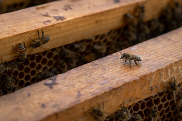 Close up of a bee standing on honeycomb wood frame over the colony.