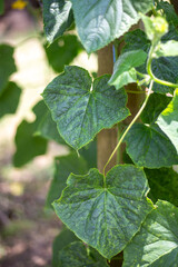 Cucumber leaves affected by the Cucumber Mosaic virus. Prevention and treatment of vegetable diseases