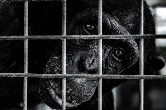 Chimpanzee behind cage black and white close up.