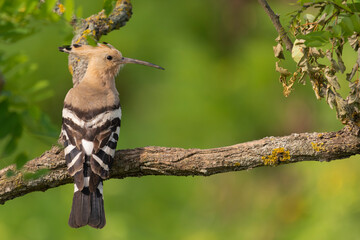 Eurasian hoopoe - Upupa epops perched at green background. Photo from Kisújszállás in Hungary. Copy space on right.