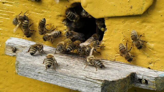 Delivery of nectar and pollen by bees to the hive.
Bees actively fly in the field for nectar and pollen. 
