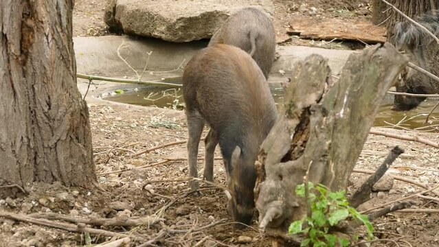Visayan warty pigs (Sus cebifrons) in captivity