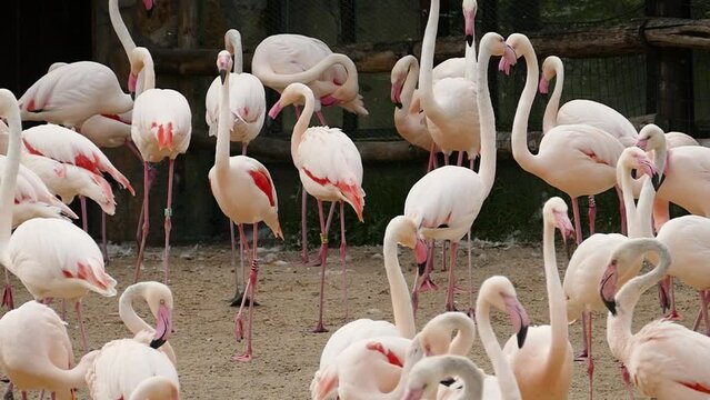 Greater flamingoes (Phoenicopterus roseus) in captivity, slow motion