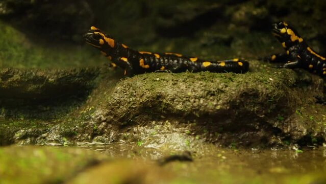 Fire salamanders (Salamandra salamandra) near water