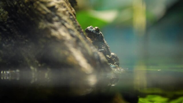 Yellow-bellied toad (Bombina variegata) out of water