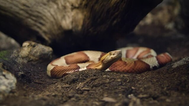 Eastern copperhead (Agkistrodon contortrix)