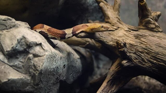 Eastern copperhead (Agkistrodon contortrix)