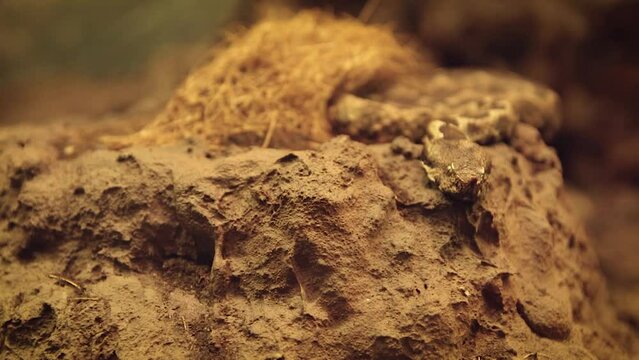 Horned viper (Vipera ammodytes) on rock