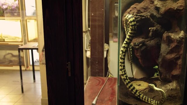 Carpet python (Morelia spilota) in captivity in a snake hatchery