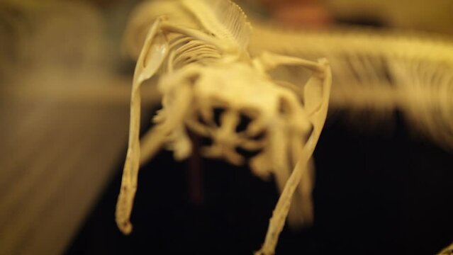 Skeleton of a large viper or adder, showing the large venomous fangs