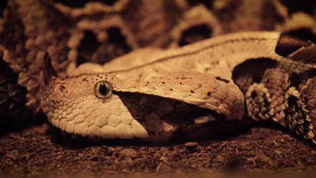 Gaboon viper (Bitis gabonica), detailed close-up of head