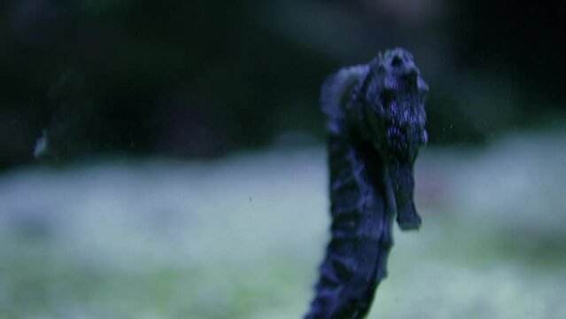 Common seahorse (Hippocampus kuda)