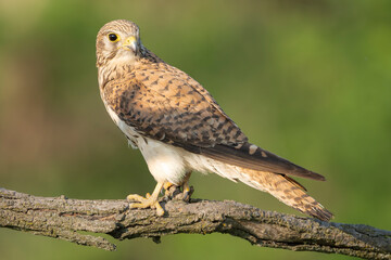 Common kestrel, European kestrel, Eurasian kestrel  or Old World kestrel - Falco tinnunculus perched with green background. Photo from Kis&uacute;jsz&aacute;ll&aacute;s in Hungary.