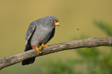 Red-footed falcon, western red-footed falcon - Falco vespertinus, female perched with grasshopper- Tettigonia at yellow background. Photo from Kisújszállás in Hungary.