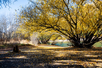 Beautiful Silver Willow tree, Salix Alba Sericea, with yellow leaves on the banks of the Limay River in autumn. Bariloche, Rio Negro, Argentine Patagonia
