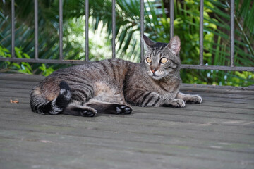 Portrait of a grey cat resting in a tropical garden on a sunny day.