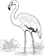 Obraz premium Famingo Isolated Colouring Illustration