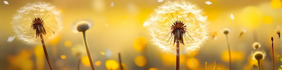 Fotobehang white dandelion in a yellow dandelion field, abstract ai-art, panorama background banner © cartoon-IT