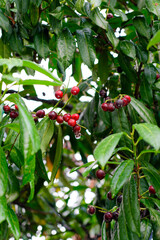 Prunus laurocerasus cherry laurel shrub, ripening fruits on branc.