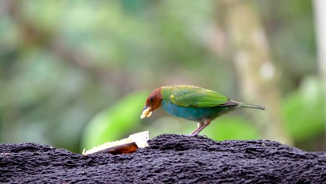 Costa Rica's Vibrant Beauty, Bay-headed Tanager, Tangara gyrola, Feasting on Plantain