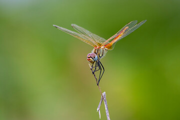 dragonfly on a leaf