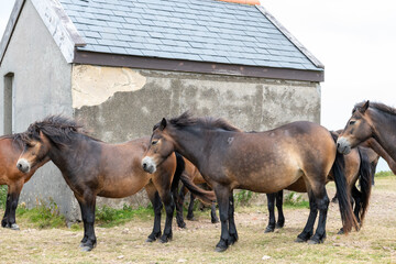 Exmoor ponies in the wild