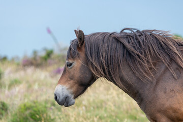 Head shot of an Exmoor pony in the wild