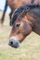Head shot of an Exmoor pony