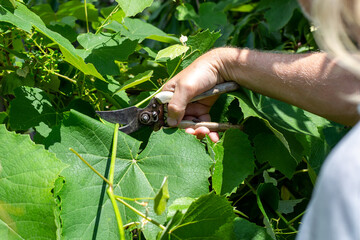 The gardener cuts the grapes with a pruner. Sanitary pruning of the vine