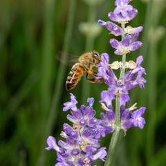 bee on a flower