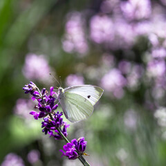 butterfly on flower