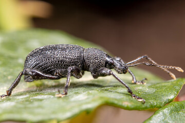 bug on a leaf