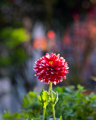 red dahlia flower