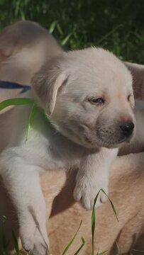 Basket full of cute labrador puppies in grass. Vertical video