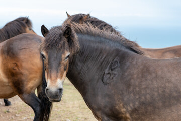 Close up of an Exmoor pony in the wild