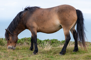 Close up of a wild Exmoor pony grazing
