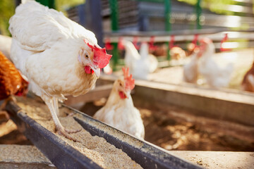 chicken eats feed and grain at eco chicken farm, free range chicken farm