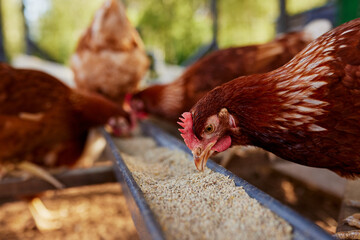 chicken eats feed and grain at eco chicken farm, free range chicken farm © st.kolesnikov