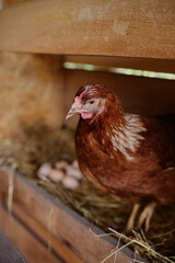 hens are sitting in the henhouse at the eco poultry farm, free-range chicken farm