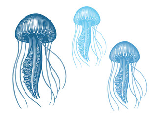 Jellyfish. Marine life. Editable hand drawn illustration. Vector vintage engraving. Isolated on a white background. 8 EPS - 621381329