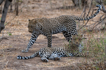 Leopard (Panthera Pardus). Young male leopard trying to steal food from his mother in Mashatu Game Reserve in the Tuli Block in Botswana 