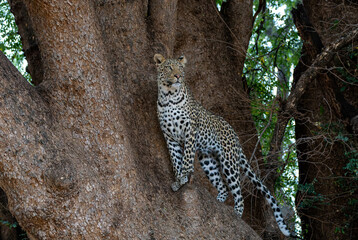 Fototapeta na wymiar Leopard (Panthera Pardus). Young male leopard standing in a big tree looking to steal food from his mother in Mashatu Game Reserve in the Tuli Block in Botswana 