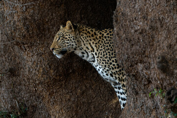 Leopard (Panthera Pardus). Young male leopard standing in a big tree looking to steal food from his mother in Mashatu Game Reserve in the Tuli Block in Botswana 