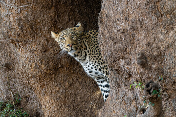 Leopard (Panthera Pardus). Young male leopard standing in a big tree looking to steal food from his mother in Mashatu Game Reserve in the Tuli Block in Botswana 