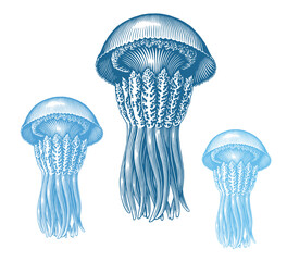 Jellyfish. Marine life. Editable hand drawn illustration. Vector vintage engraving. Isolated on a white background. 8 EPS - 621381997