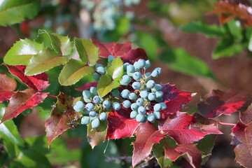 Sweden. Mahonia aquifolium, the Oregon grape or holly-leaved barberry, is a species of flowering...