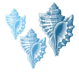 Seashell. Marine life. Editable hand drawn illustration. Vector vintage engraving. Isolated on a white background. 8 EPS - 621382502